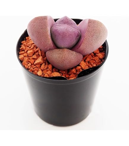 レオ様ご確認用です。極上芸、斑入りマユハケオモト 楽天市場】マユハケオモト（花・ガーデン・DIY）の通販