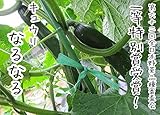 【てしまの苗】接木キュウリ/なるなる 9cmポット