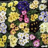 国華園　花たね プリムラ ポミーライトミックス 1袋(20粒)【※発送が国華園からの場合のみ正規品です】