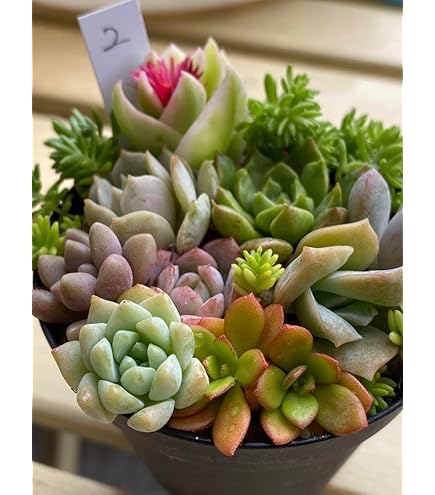 Amazon.co.jp: 多肉植物 韓国苗 ラブリーローズ錦 赤班 : ホーム＆キッチン