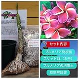 【希少なハイブリッド種】プルメリアのベアルート発根苗 ‘Gina Red' aka 'Jeena Red'（大苗） 栽培セット【スリット鉢・プルメリア専用培養土・栽培説明書つき】