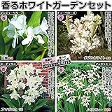国華園　春植え球根 香るホワイトガーデンセット 4種18球【※発送が国華園からの場合のみ正規品です】