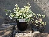 アイビー ヤヨイ 5本