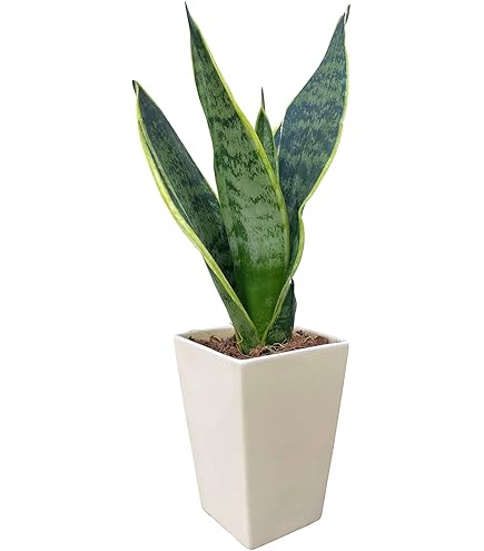 Amazon.co.jp: 現物販売 サンスベリア バイビット 珍しい