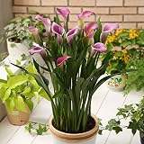 たくさん花が咲くカラー：パープルゼム1球入り　[1球で10輪前後の花を咲かせる特大球根] ノーブランド品