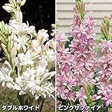 国華園　春植え球根 チューベローズセット 2種8球【※発送が国華園からの場合のみ正規品です】