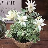 フランネルフラワー ( 天使のウィンク) ガーデニング 花 観葉植物