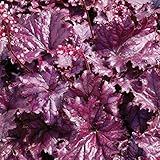 [パープル系・中型種]ヒューケラ：フォーエバーパープル2.5号3株セット ノーブランド品