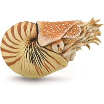 バカラ ノーチラス オウムガイ 置物 フィギュアリン バカラ ノーチラス