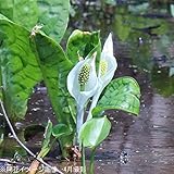 湿地性植物:斑入りミズバショウ(斑入り水芭蕉) 10.5cmポット苗【紫桜館山の花屋】