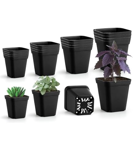 Amazon.co.jp: Cabilock 60個プラスチック植物保育園ポット多肉植物