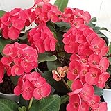 ハナキリン：八福神　赤系4号鉢植え