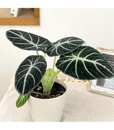Amazon.co.jp: アロカシア 'フライングスクイード' 2寸 (Alocasia