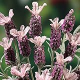 フレンチラベンダー：プリンセスゴースト3.5号ポット 2株セット ノーブランド品