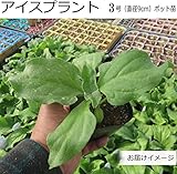 アイスプラント 苗