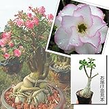 国華園　花苗　アデニウム　シャントラ　1株【※発送が国華園からの場合のみ正規品です】