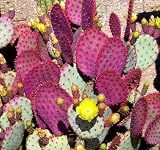 Opuntia violacea v。Santa rita 10種*食用*紫色サボテン* CombSH C52
