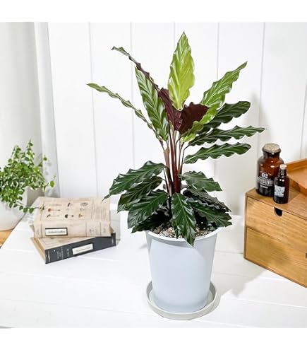カラテア ムサイカ ファイバー鉢 お皿付き Amazon.co.jp: PLANCHU 観葉植物 カラテア ムサイカ 4号鉢 受け皿付き
