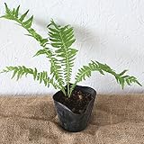 ベニシダ　単品 グランドカバー 下草 ポット苗