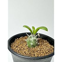 セネシオ　アーケリー　抜き苗 セネシオ アーケリー 抜き苗