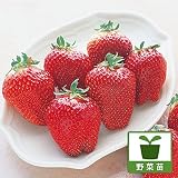 イチゴ：ジャンボイチゴまんぷく2号大苗4号ポット 3株セット[大人気の超大実・晩生いちご] ノーブランド品