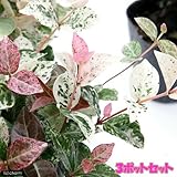 (山野草)ハツユキカズラ(初雪葛) 3号(お買い得3ポットセット) 本州・四国限定[生体]