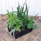 おためし4種12株セット：和風庭園の下草（木賊・雪ノ下・シャガ・ヤブラン） ノーブランド品