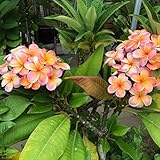 【Premium品種苗】プルメリアのベアルート発根苗 ‘J４'（大苗） 栽培セット【スリット鉢・プルメリア専用培養土・栽培説明書つき】