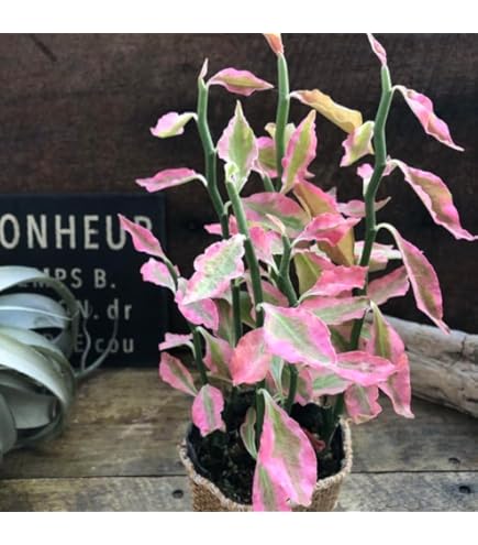 Amazon｜World Fantasy Garden 観葉植物 ギフト 多肉植物