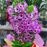【お買い得】デンドロビューム（デンドロビウム）鉢植え 濃いピンク 蘭の花は誕生日プレゼントや昇進や退職などのお祝い花ギフト