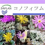 SAFLAX - コノフィツム - 40 個の種。 - Conophytum Mix