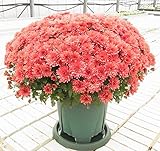 ベルギーマム１０号大鉢 レッド系 国内総生産40鉢の限定品・満開時直径は１ｍにもなります※お届け先によっては別途送料がかかる場合があります。