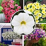 ペチュニアの種カリブラコア花の種ガーデンデコレーション工場200pcsのAAを混ぜます