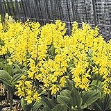 【2018年春～　開花見込み株】【山野草】キエビネ