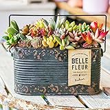 多肉植物 寄せ植え taniku シャビー ラベル 缶 スクエア Lサイズ （ ブラック 柄 ）