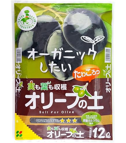 Amazon | オリーブ シプレッシーノ 2年生苗 5寸 1株 寒さに強い