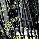 Auntwhale 100個の竹の種子黒い竹