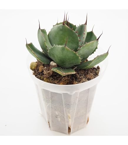 Amazon.co.jp: 種 Agave titanota FO-076 アガベ チタノタ オテロイ FO
