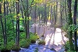 風景写真ポスター　福島県　裏磐梯 長瀬川　霧と朝日が差し込む長瀬川　心が和む癒しの風景　緑の森に白い霧のコントラスト　幻想的な世界　02　プロのカメラマンによる最高級の仕上がり