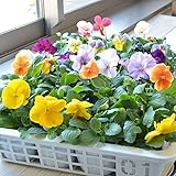 相武ガーデン 花苗 パンジー 24ポットセット 3.5寸ポット苗