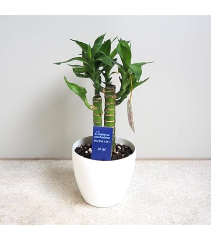 Amazon｜生花【ミリオンバンブー 約50cm前後 5本セット】※花瓶はついて