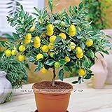Lemon tree Seeds Bonsai fruit tree seeds. organic yellow Lemon seed indoor Bonsai plant for Home Gat