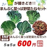 国華園 種 野菜たね 8月蒔どきまんぷく葉っぱ野菜セット 5種5袋 法蓮草 ほうれん草 ホウレンソウ 春菊 しゅんぎく シュンギク 水菜 ミズナ みずな 小松菜 こまつな コマツナ レタス