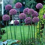 [秋植え球根]アリウム グラジエータ 5球[球根の大きさが自慢！] ノーブランド品