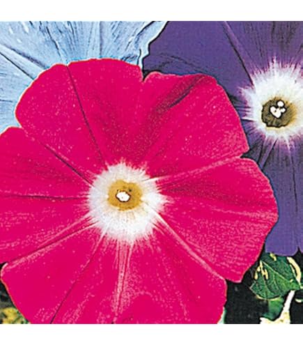 Amazon.co.jp: 【有機種子】 朝顔（ミックスカラー） グリーン