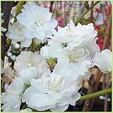 花桃の苗木　照手桃（白花）