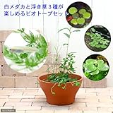 (ビオトープ/水辺植物)インスタント・ビオトープ 白メダカ・浮き草3種セット(テラコッタブラウン) 説明書付 本州・四国限定[生体]
