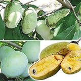 国華園　果樹苗　ポポー　超々豊産性ポポーセット　2種2株【※発送が国華園からの場合のみ正規品です】