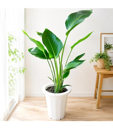 光触媒　人工観葉植物　オーガスタ　ストレッチア極楽鳥2輪付きabcg Amazon｜ストレリチア オーガスタ（ストレチア）極楽鳥花 7号鉢 タイプ