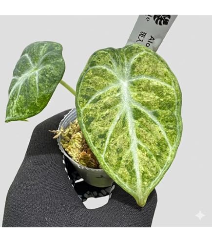 Amazon｜JolieNursery（ジョリーナーセリー）斑入りモンステラ